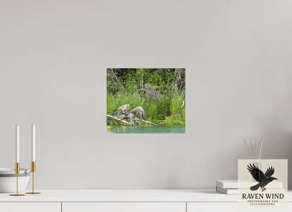 Raven Wind Photography & Illustrations-Skimming the Wild - Eagle Over the Kasilof River Fine Art Wildlife Print -