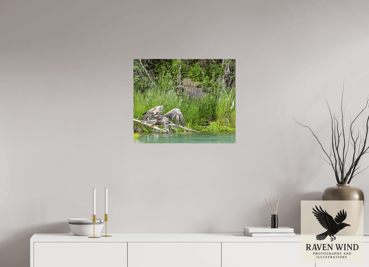Raven Wind Photography & Illustrations-Skimming the Wild - Eagle Over the Kasilof River Fine Art Wildlife Print -