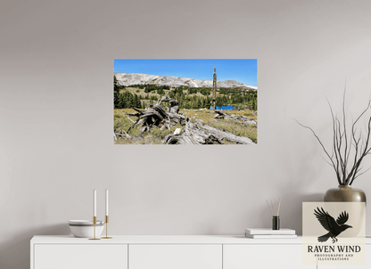 Raven Wind Photography & Illustrations-Standing Bear Tree - Bear Lake, Colorado Fine Art Nature Print -