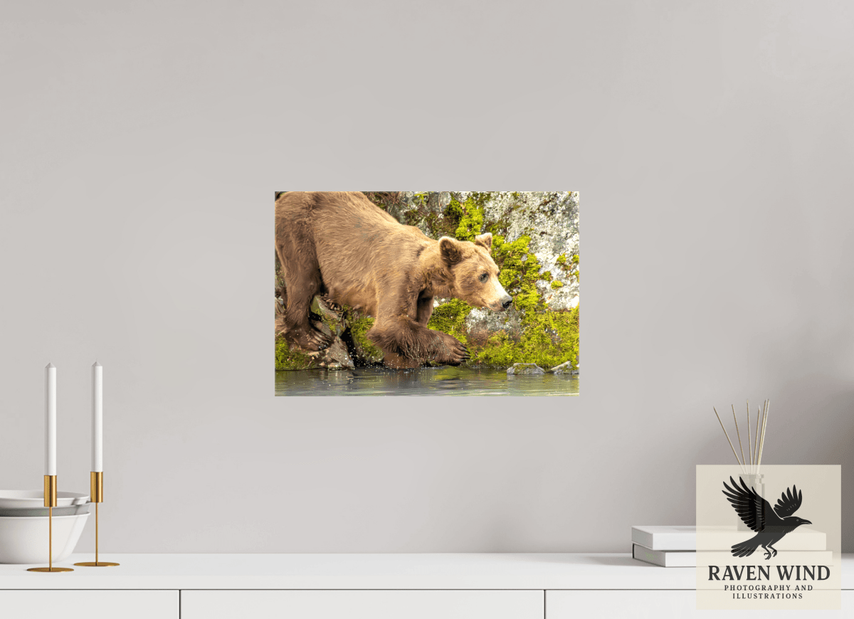 Raven Wind Photography & Illustrations-Testing the Waters Fine Art Wildlife Photography Print -
