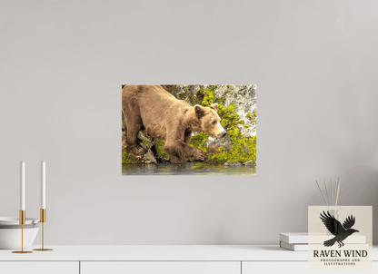 Raven Wind Photography & Illustrations-Testing the Waters Fine Art Wildlife Photography Print -