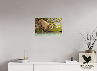 Raven Wind Photography & Illustrations-Testing the Waters Fine Art Wildlife Photography Print -