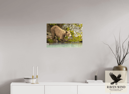 Raven Wind Photography & Illustrations-Testing the Waters Fine Art Wildlife Photography Print -