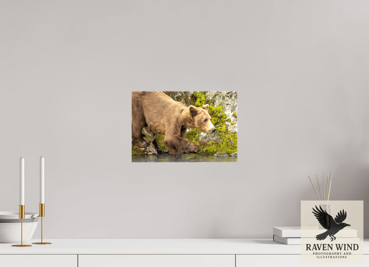 Raven Wind Photography & Illustrations-Testing the Waters Fine Art Wildlife Photography Print -