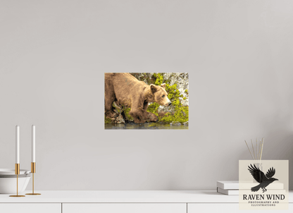 Raven Wind Photography & Illustrations-Testing the Waters Fine Art Wildlife Photography Print -