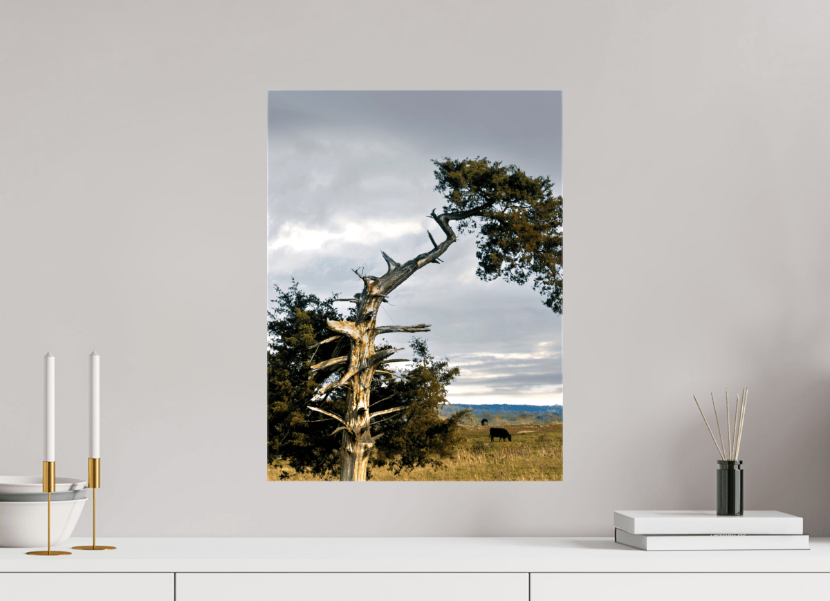 Raven Wind Photography & Illustrations-Still Standing: The Cedar That Weathered It All Fine Art Nature Print -
