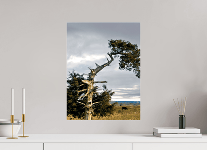 Raven Wind Photography & Illustrations-Still Standing: The Cedar That Weathered It All Fine Art Nature Print -