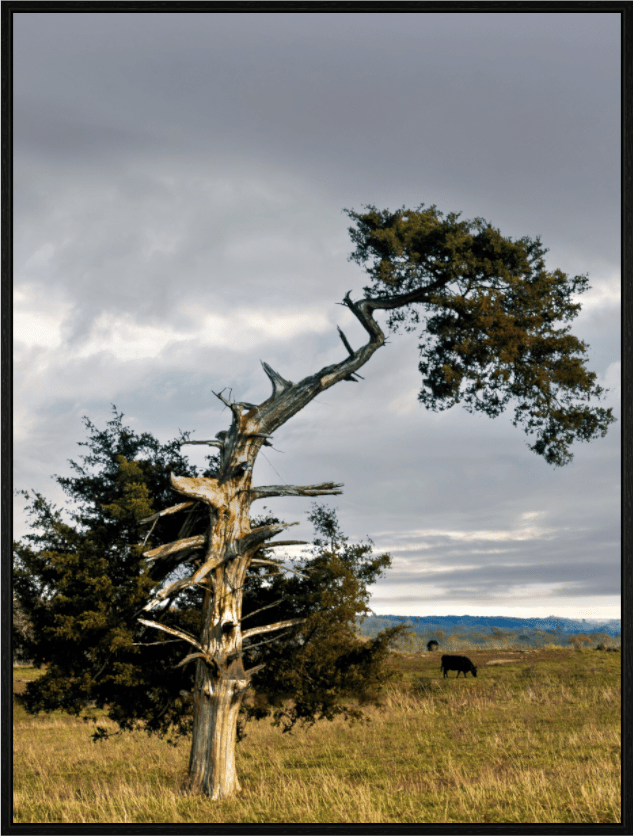 Raven Wind Photography & Illustrations-Still Standing: The Cedar That Weathered It All Fine Art Nature Print -