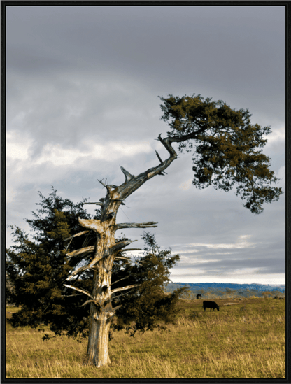 Raven Wind Photography & Illustrations-Still Standing: The Cedar That Weathered It All Fine Art Nature Print -