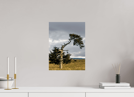 Raven Wind Photography & Illustrations-Still Standing: The Cedar That Weathered It All Fine Art Nature Print -
