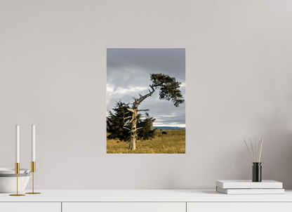 Raven Wind Photography & Illustrations-Still Standing: The Cedar That Weathered It All Fine Art Nature Print -