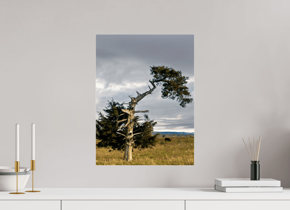 Raven Wind Photography & Illustrations-Still Standing: The Cedar That Weathered It All Fine Art Nature Print -