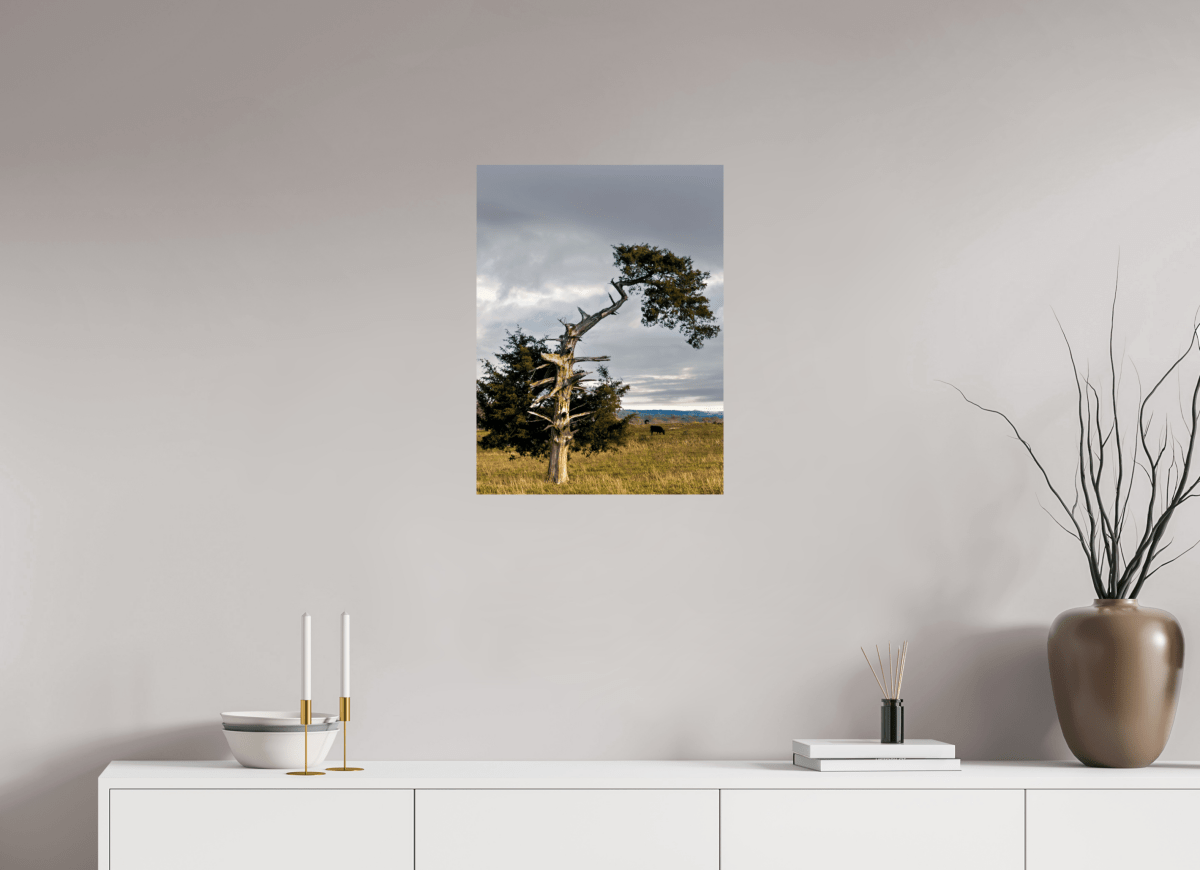 Raven Wind Photography & Illustrations-Still Standing: The Cedar That Weathered It All Fine Art Nature Print -