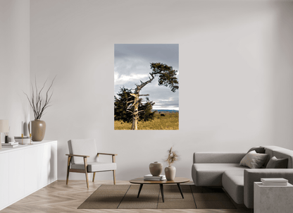 Raven Wind Photography & Illustrations-Still Standing: The Cedar That Weathered It All Fine Art Nature Print -