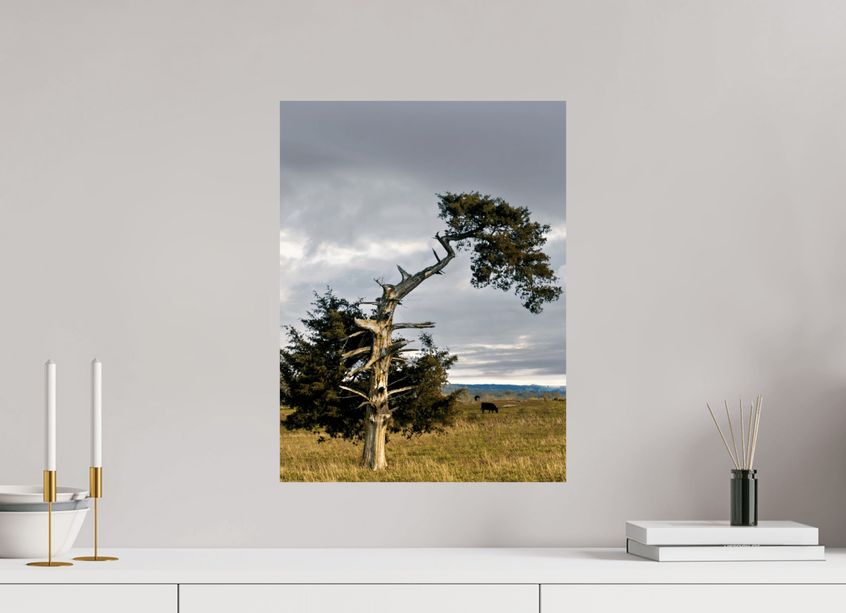 Raven Wind Photography & Illustrations-Still Standing: The Cedar That Weathered It All Fine Art Nature Print -