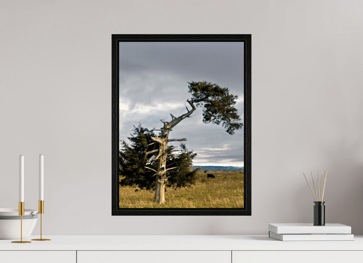Raven Wind Photography & Illustrations-Still Standing: The Cedar That Weathered It All Fine Art Nature Print -