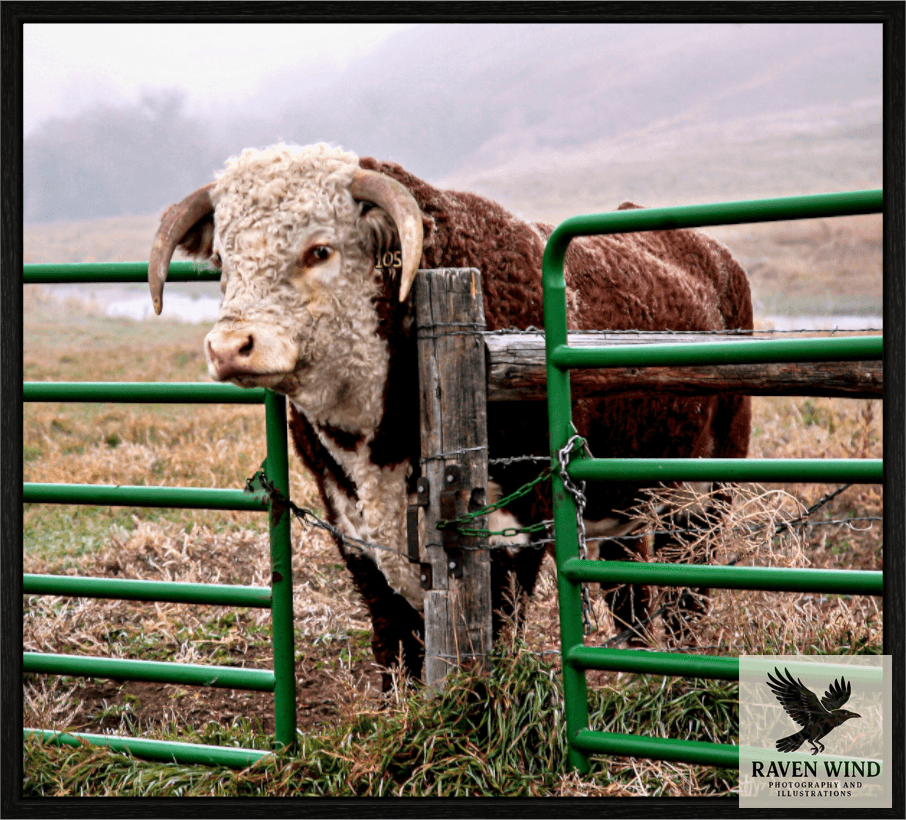 Raven Wind Photography & Illustrations-The Honor System Fine Art Nature Print -