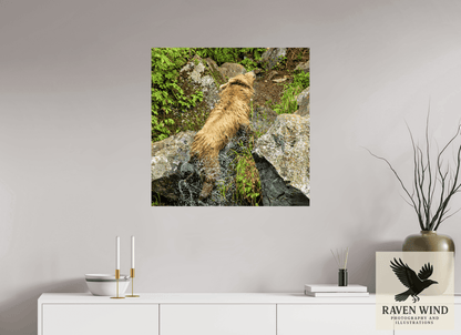 Raven Wind Photography & Illustrations-The Shake Fine Art Wildlife Print -