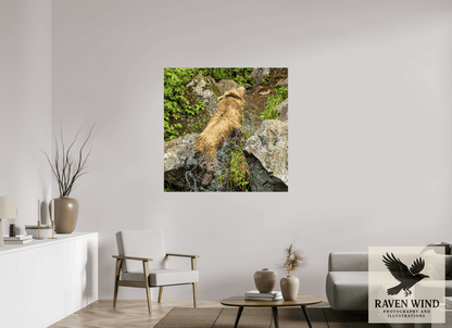 Raven Wind Photography & Illustrations-The Shake Fine Art Wildlife Print -