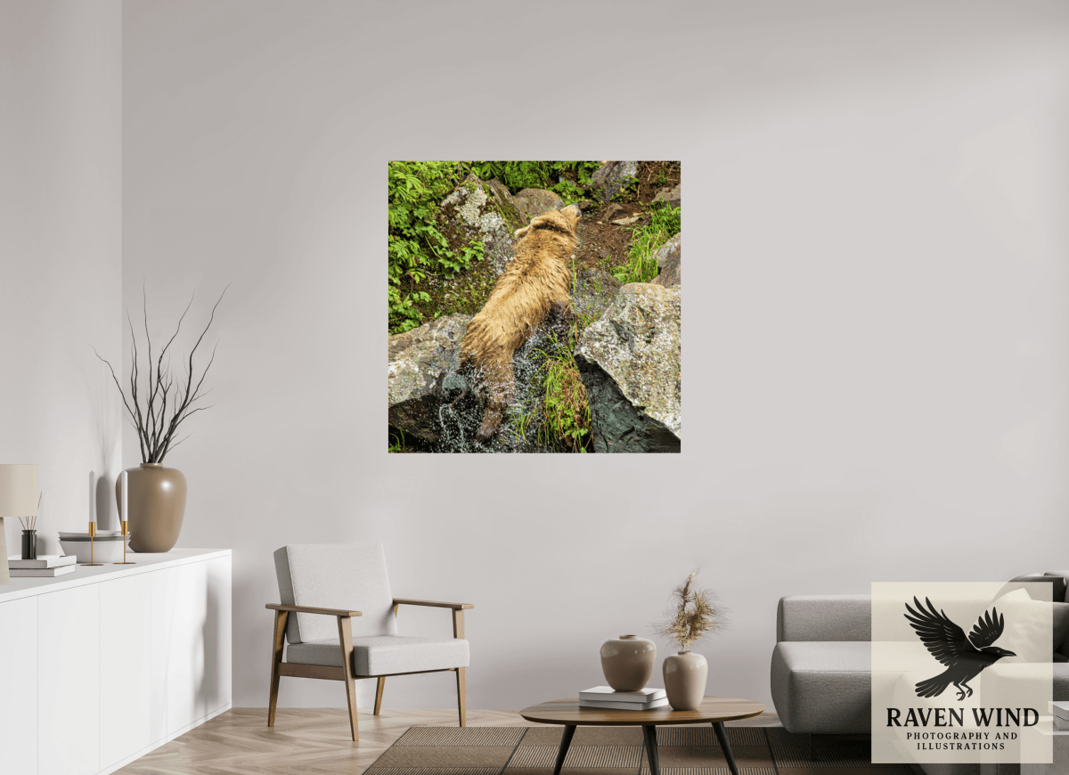 Raven Wind Photography & Illustrations-The Shake Fine Art Wildlife Print -
