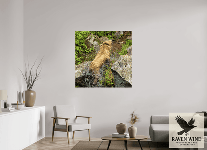 Raven Wind Photography & Illustrations-The Shake Fine Art Wildlife Print -