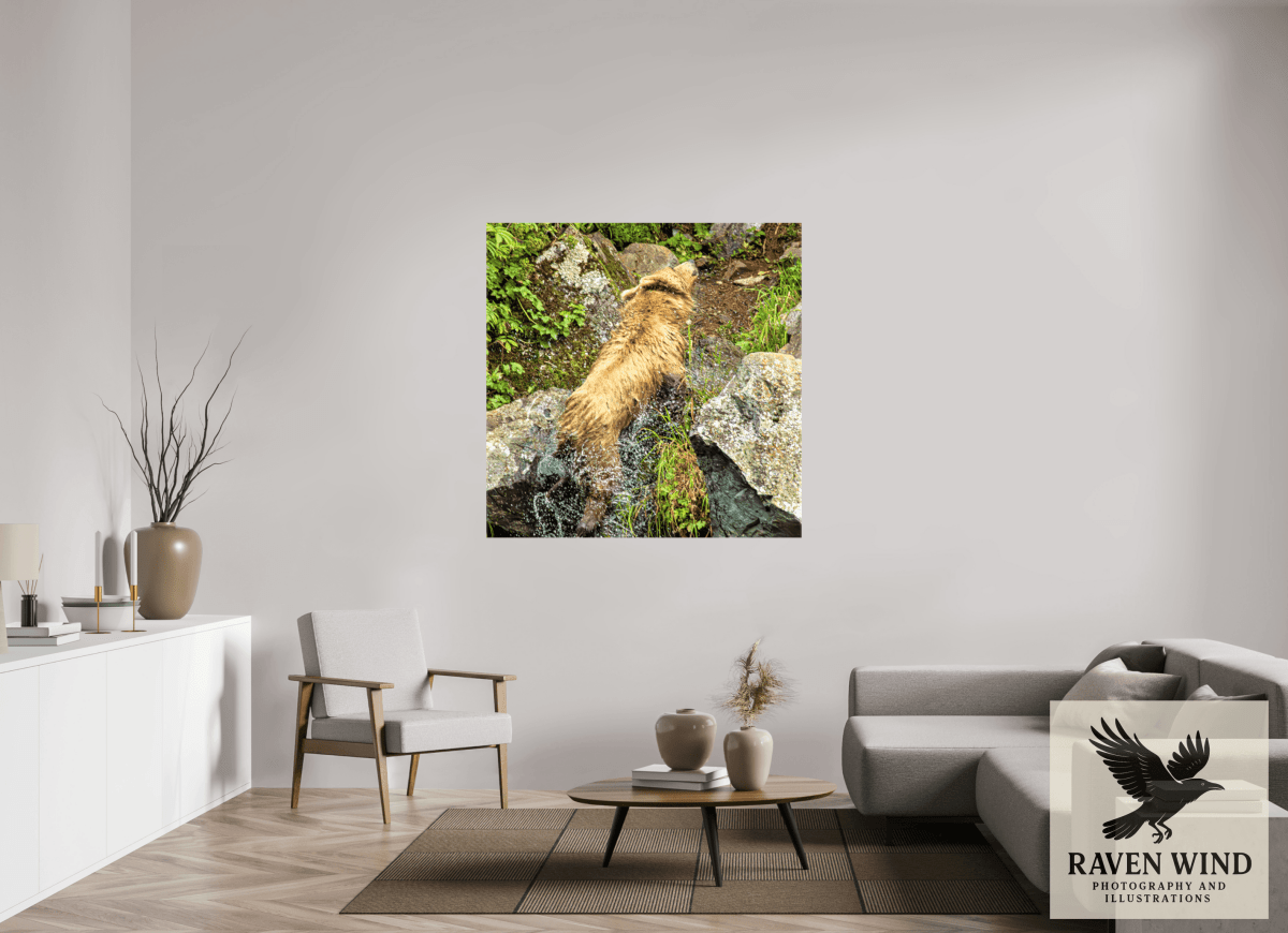 Raven Wind Photography & Illustrations-The Shake Fine Art Wildlife Print -