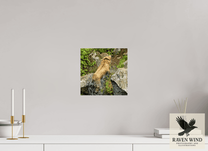 Raven Wind Photography & Illustrations-The Shake Fine Art Wildlife Print -