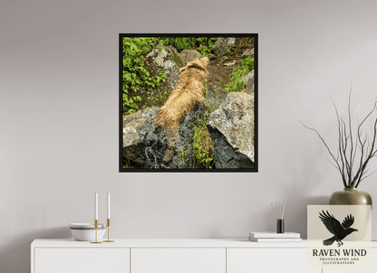 Raven Wind Photography & Illustrations-The Shake Fine Art Wildlife Print -
