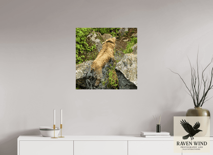 Raven Wind Photography & Illustrations-The Shake Fine Art Wildlife Print -