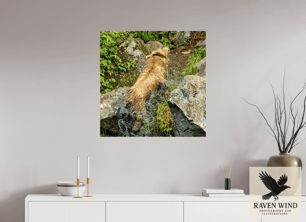 Raven Wind Photography & Illustrations-The Shake Fine Art Wildlife Print -