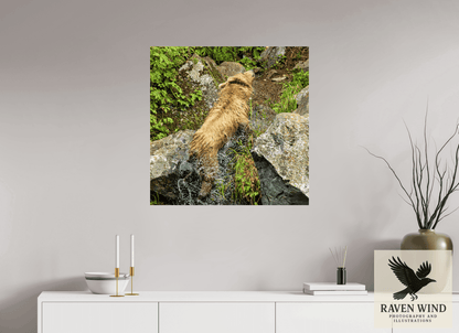 Raven Wind Photography & Illustrations-The Shake Fine Art Wildlife Print -