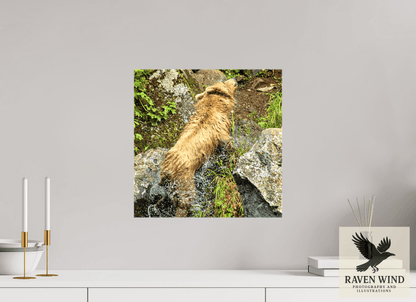 Raven Wind Photography & Illustrations-The Shake Fine Art Wildlife Print -