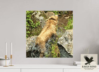Raven Wind Photography & Illustrations-The Shake Fine Art Wildlife Print -