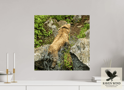 Raven Wind Photography & Illustrations-The Shake Fine Art Wildlife Print -