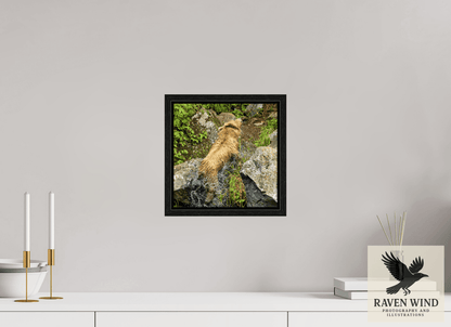 Raven Wind Photography & Illustrations-The Shake Fine Art Wildlife Print -