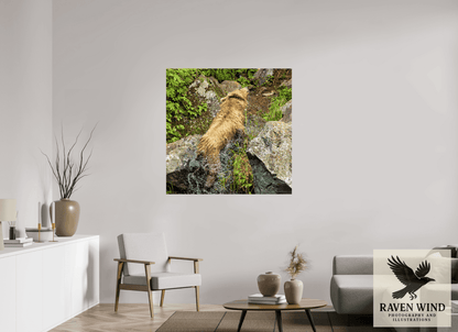 Raven Wind Photography & Illustrations-The Shake Fine Art Wildlife Print -