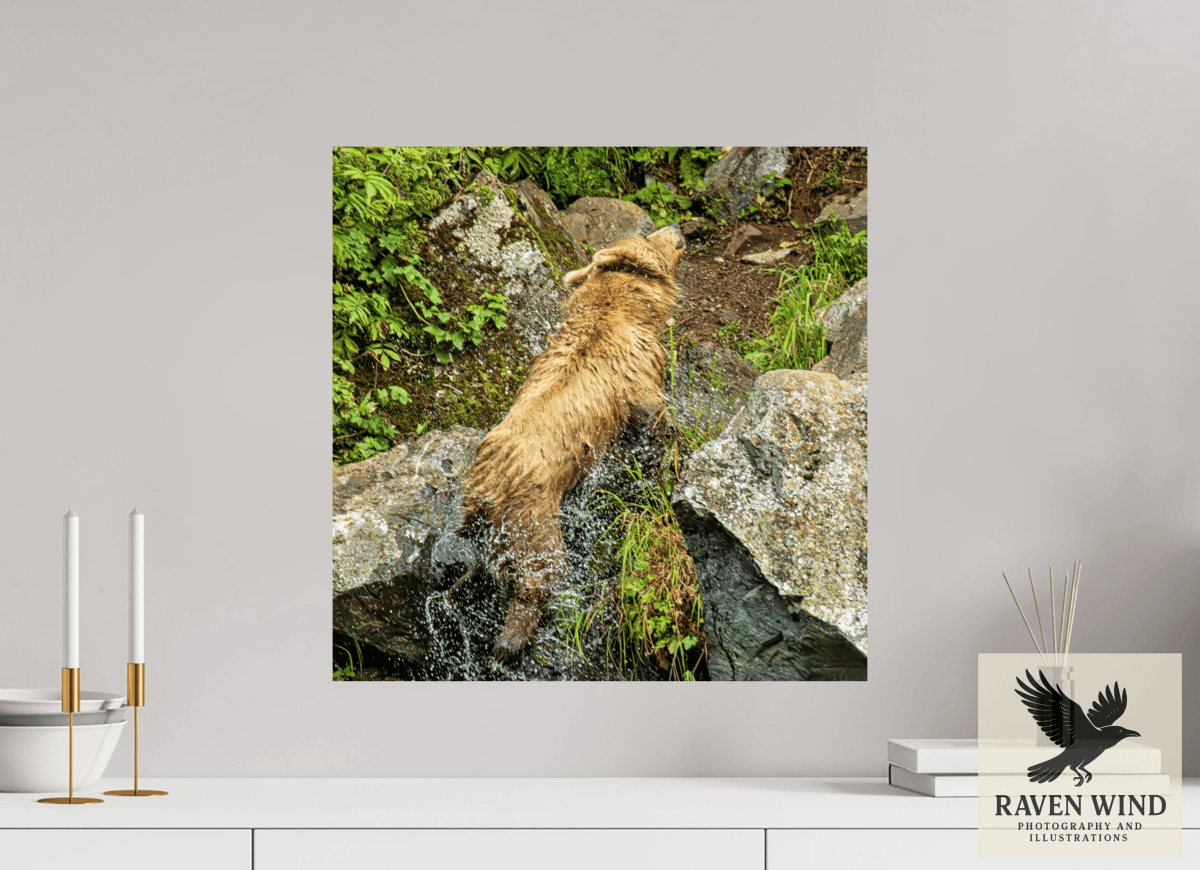 Raven Wind Photography & Illustrations-The Shake Fine Art Wildlife Print -