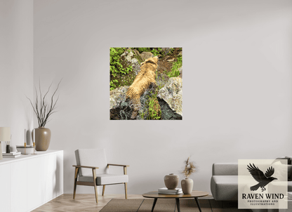 Raven Wind Photography & Illustrations-The Shake Fine Art Wildlife Print -