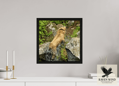 Raven Wind Photography & Illustrations-The Shake Fine Art Wildlife Print -