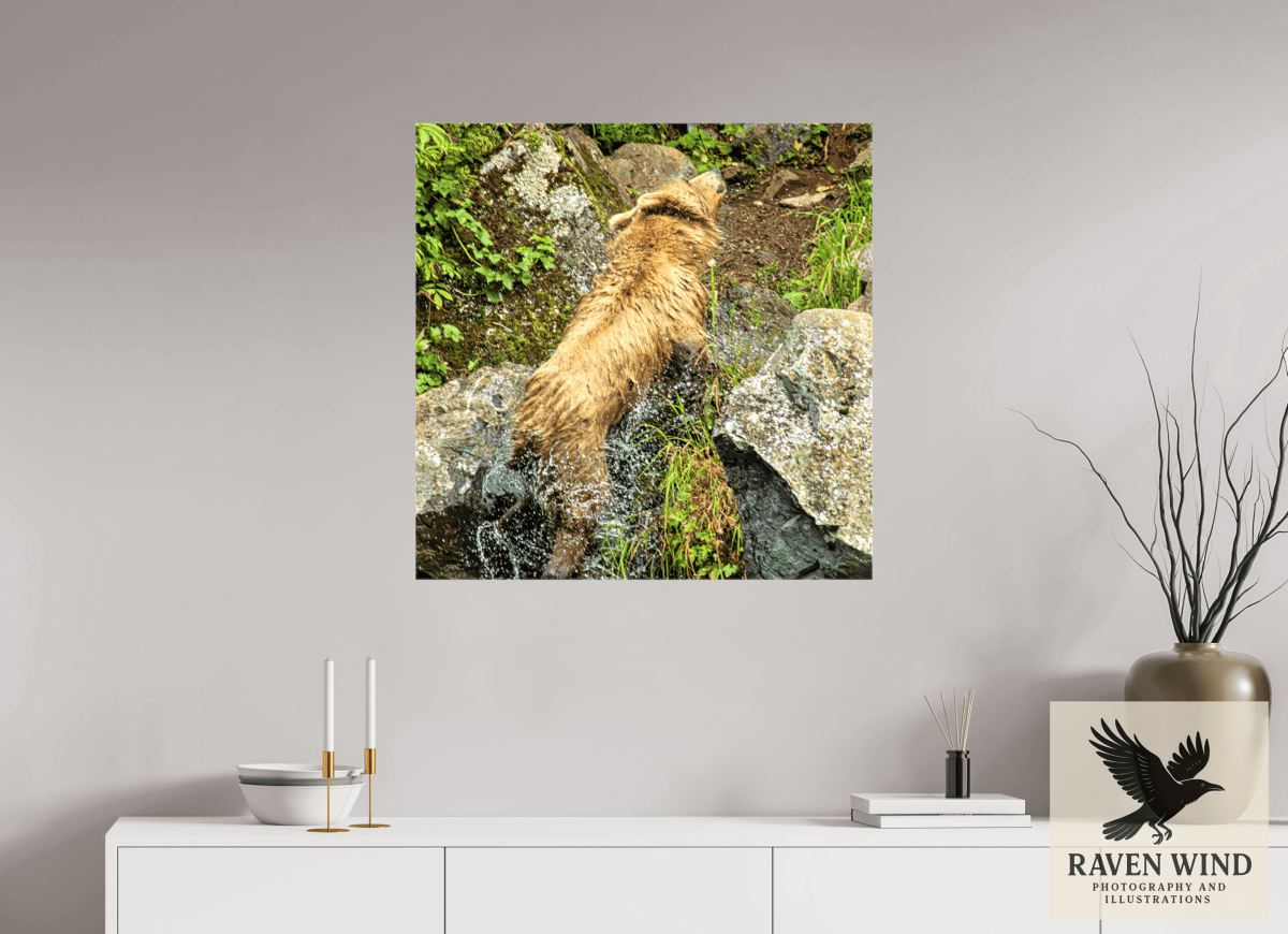 Raven Wind Photography & Illustrations-The Shake Fine Art Wildlife Print -
