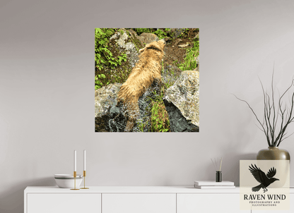 Raven Wind Photography & Illustrations-The Shake Fine Art Wildlife Print -