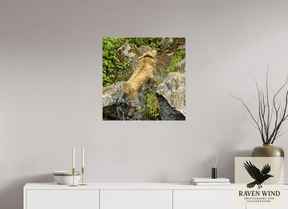 Raven Wind Photography & Illustrations-The Shake Fine Art Wildlife Print -