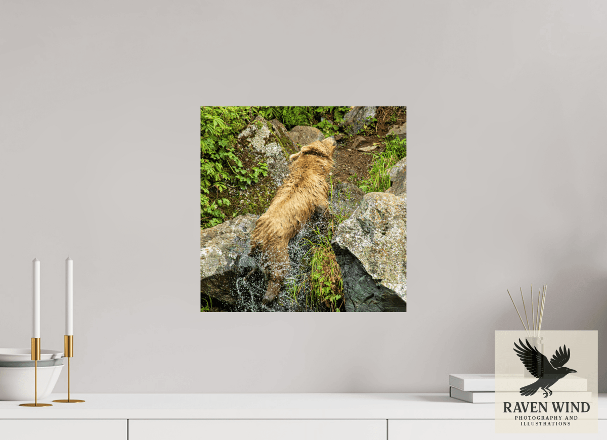 Raven Wind Photography & Illustrations-The Shake Fine Art Wildlife Print -