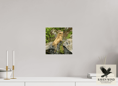 Raven Wind Photography & Illustrations-The Shake Fine Art Wildlife Print -