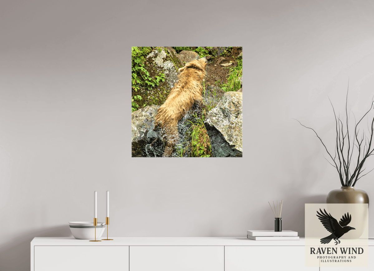 Raven Wind Photography & Illustrations-The Shake Fine Art Wildlife Print -