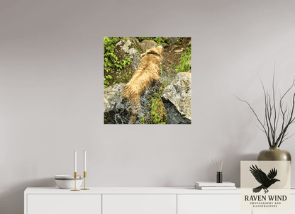 Raven Wind Photography & Illustrations-The Shake Fine Art Wildlife Print -