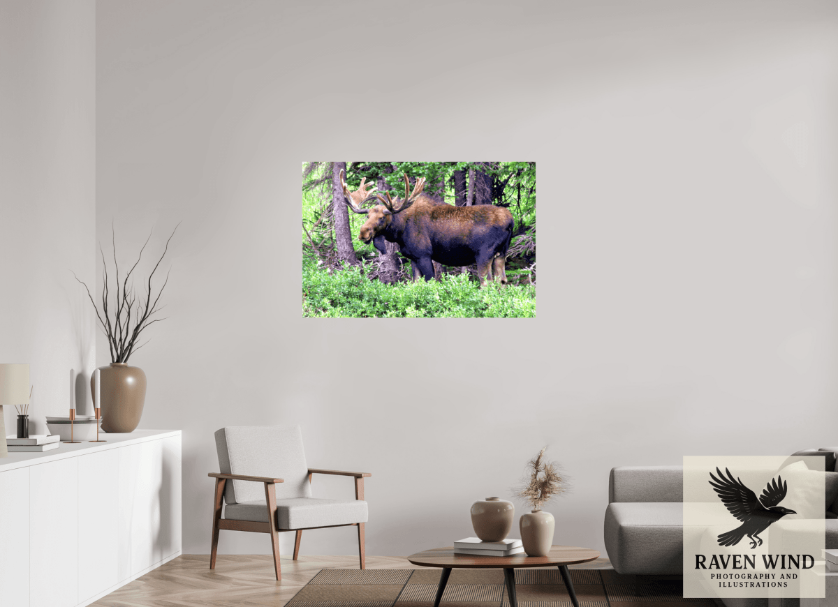 Raven Wind Photography & Illustrations-Watchful Moose Fine Art Wildlife Print -