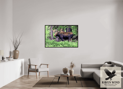 Raven Wind Photography & Illustrations-Watchful Moose Fine Art Wildlife Print -