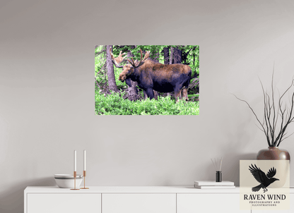 Raven Wind Photography & Illustrations-Watchful Moose Fine Art Wildlife Print -