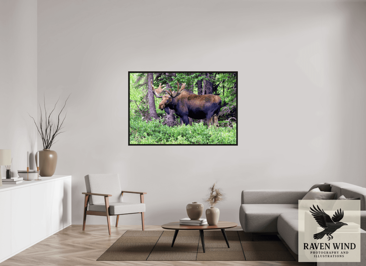 Raven Wind Photography & Illustrations-Watchful Moose Fine Art Wildlife Print -